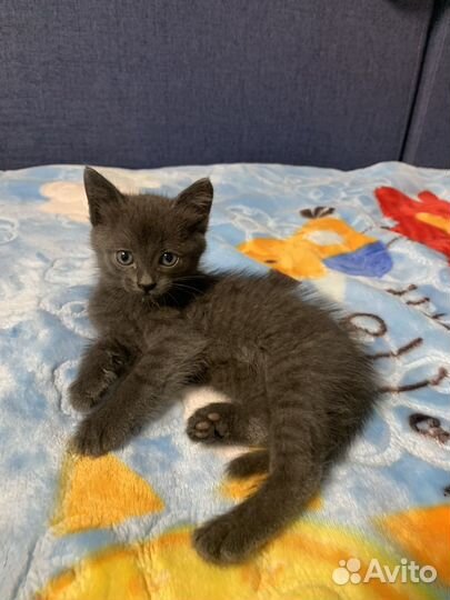 Котенок девочка бесплатно в добрые руки