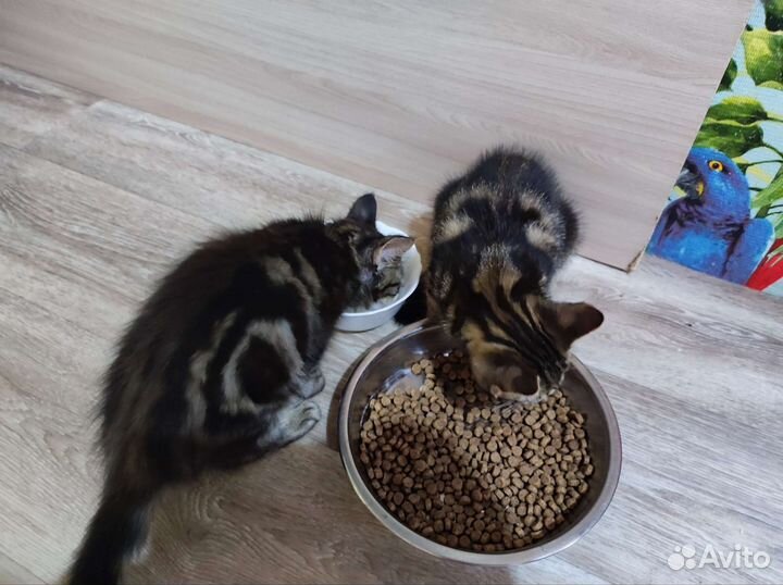 Котята бесплатно