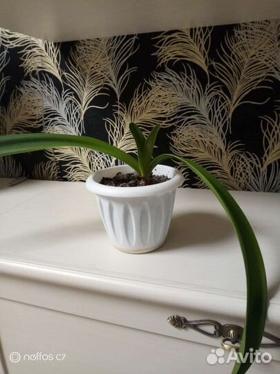 Гиппеаструм