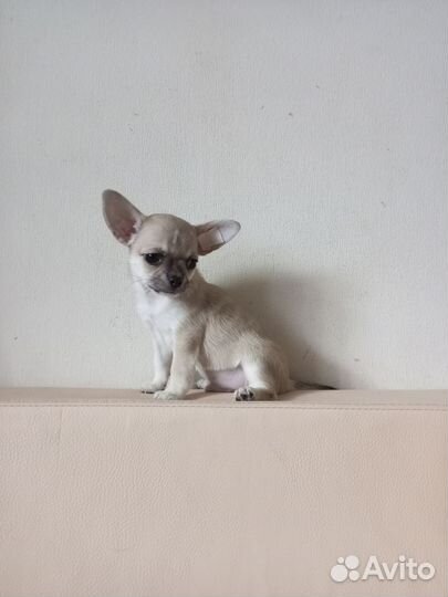 Чихуахуа мальчик