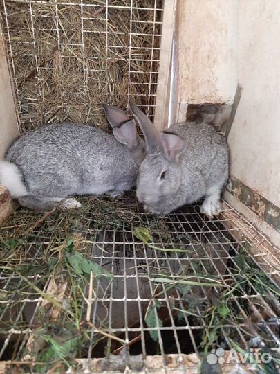 Кролик серый великан