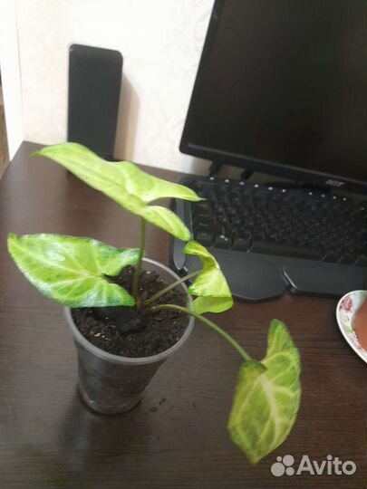 Сингониум батерфляй