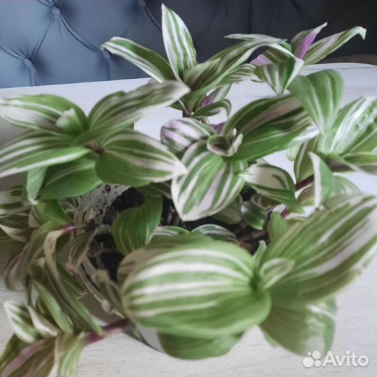 Традесканция комнатные цветы