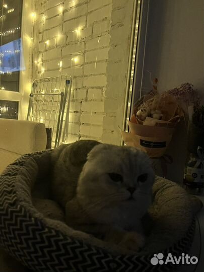 Шотландский кот вязка