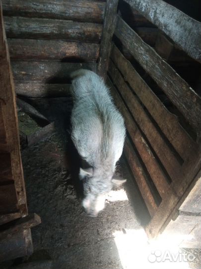 Вьетнамкский хряк