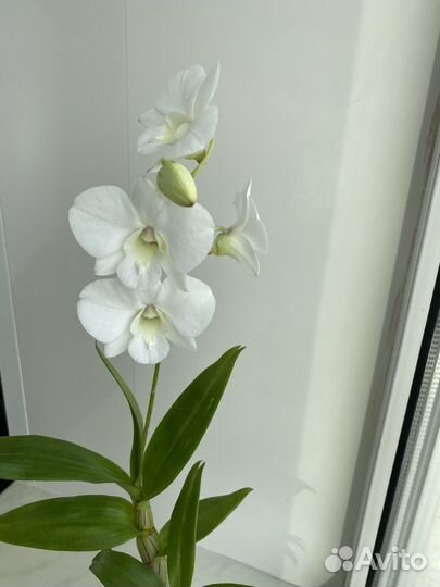 Орхидея дендробиум-фаленопсис