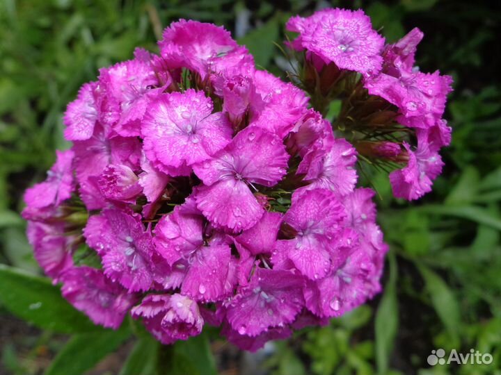 Рудбекия,гвоздика 3вида,энотера и более 35 многол