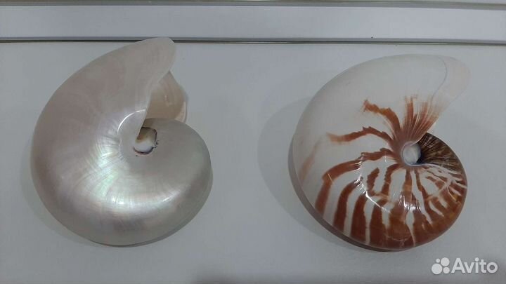 Морские раковины