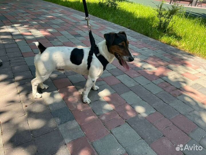 Вязка Джек Рассел терьер
