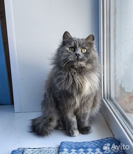 Кошка Марта, 8 месяцев
