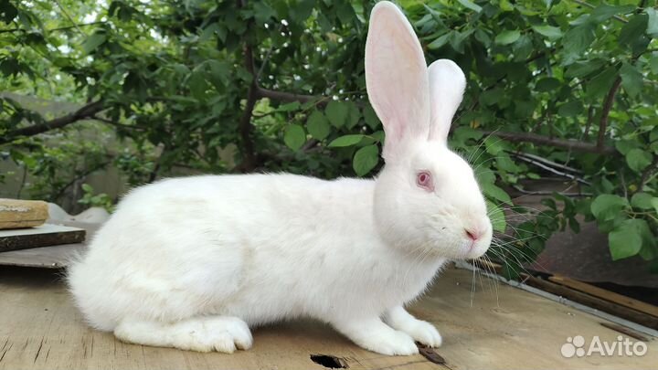 Крол самец на племя