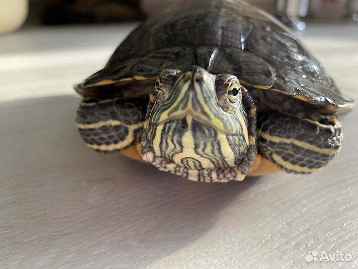 Черепаха