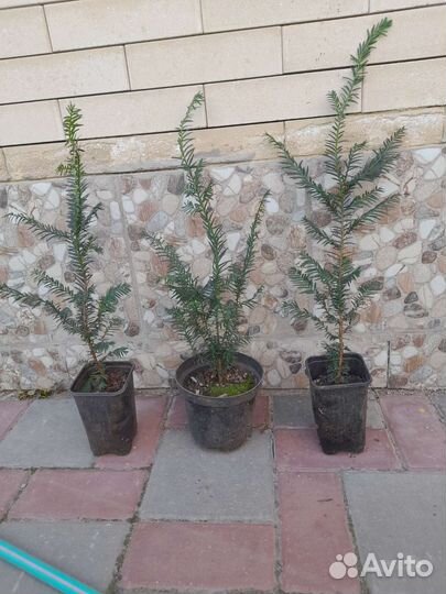 Тис ягодный