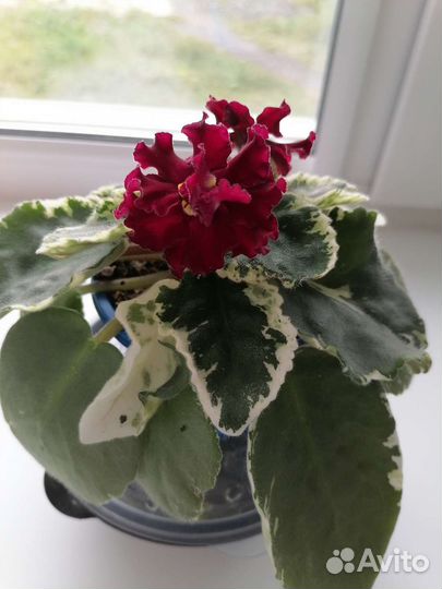 Сортовые фиалки