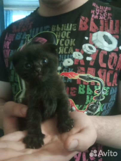 Шотландская вислоухая кошка бесплатно