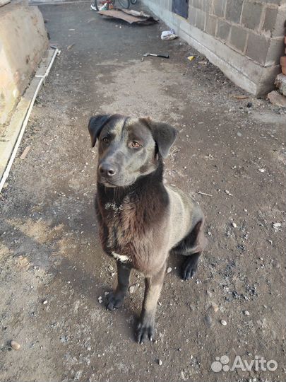 Отдам в добрые руки лабрадора