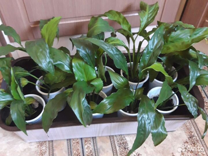 Спатифиллум или женское счастье