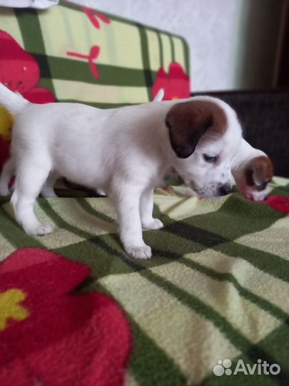 Продаются щенки Гладкошерстного Фокстерьера