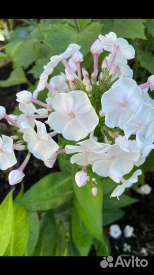 Флоксы. Многолетние садовые растения