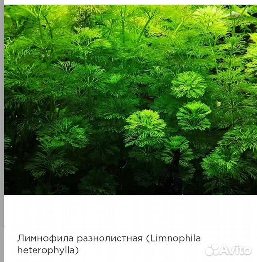 Аквариумные растения прополка