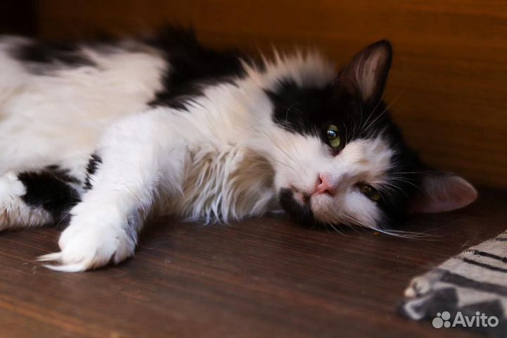 Мандаринка очень ждет свою семью