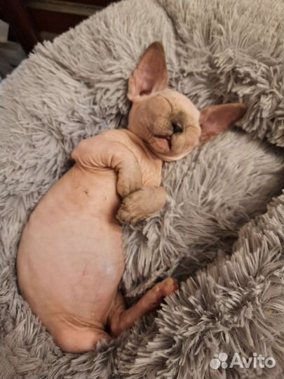 Бамбино сфинкс