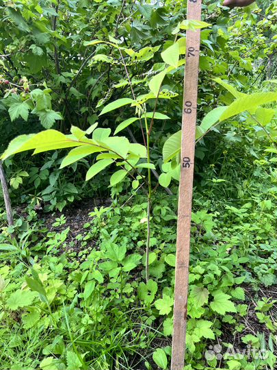 Саженцы ореха маньчжурского