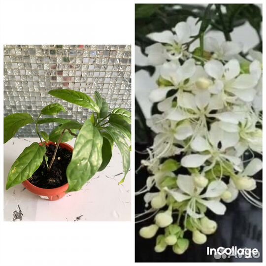 Цветы для дома