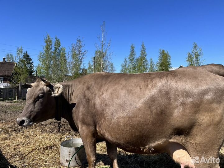 Передержка сельхоз животных