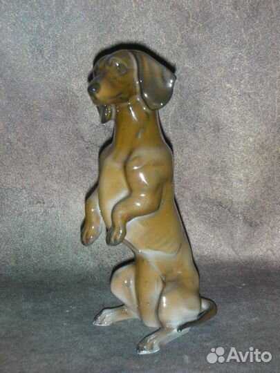 Такса на задних лапах