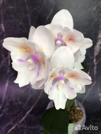 Орхидея фаленопсис Попкорн бабочка