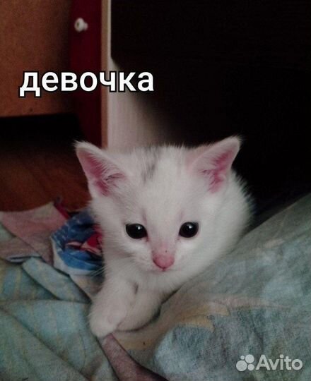Котята без породы