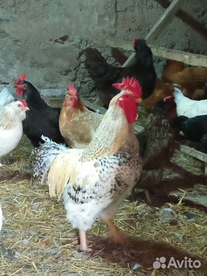 Куры несушки