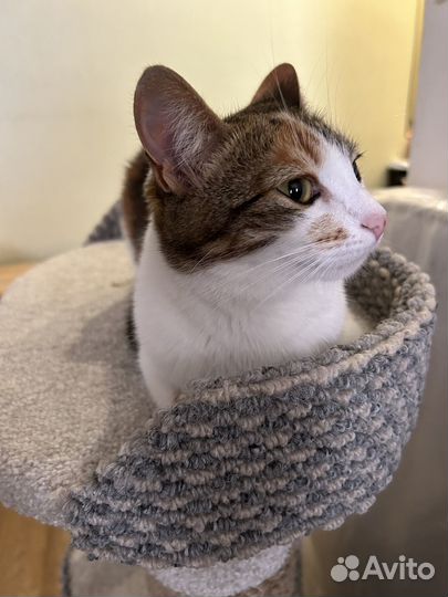 Отдам кошечку