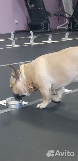 Дрессировка собак кинолог, зоопсихолог