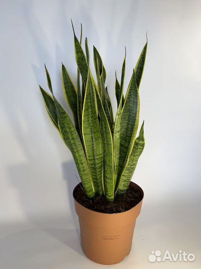 Сансевиерия Лаурентия 21/70