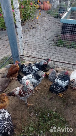 Домашние петушки