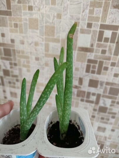 Комнатные растения для дома