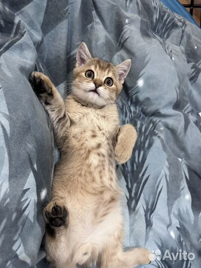 Котенок золотая шиншилла