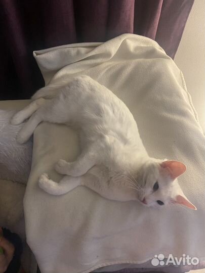 Ласковая маленькая кошечка в добрые руки