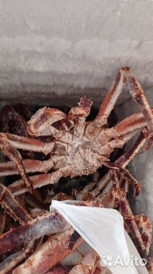 Камчатский краб