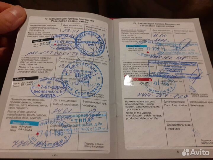 Мальчик, сибирский хаски для вязки