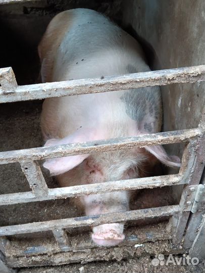 Свиноматка