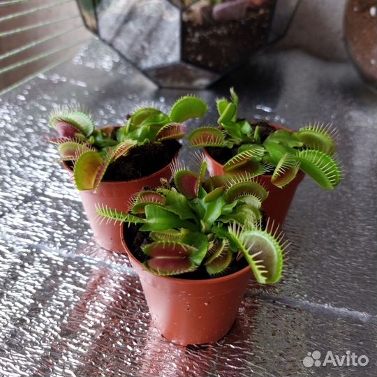 Венерина мухоловка