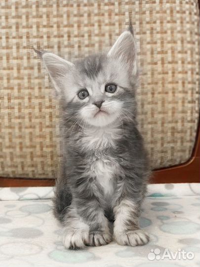 Бронь Мейн-кун котёнок-кот голубой серебристый