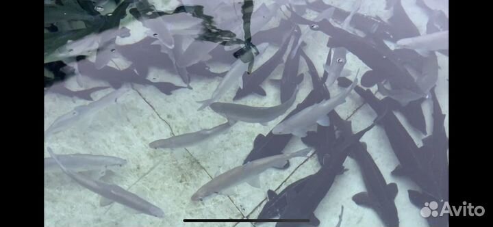 Форель радужная живая