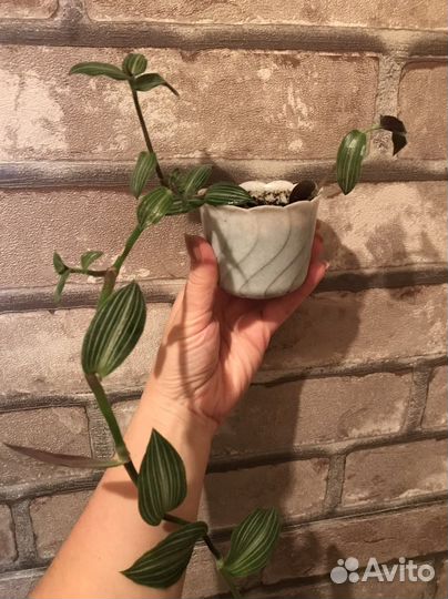 Хлорофитум, традесканции, алое тигровое