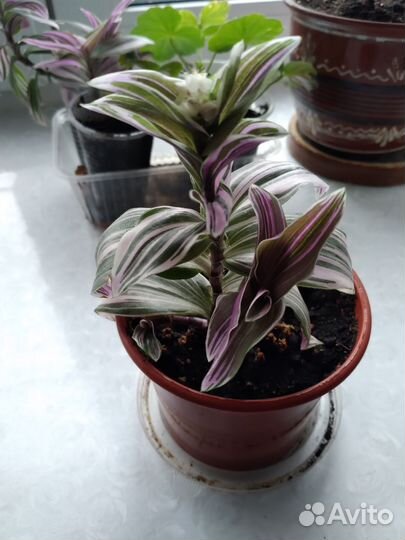 Традесканция мультиколор