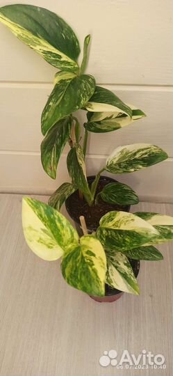Монстера (филодендрон) Кобра желтая