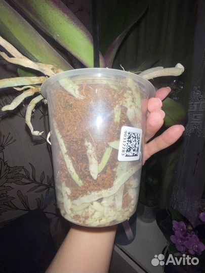 Орхидея фаленопсис каменная роза